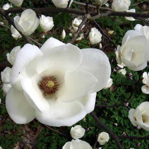 Magnolia X Soulangeana ‘Lennei Alba’ (Lennei Alba Magnolia)