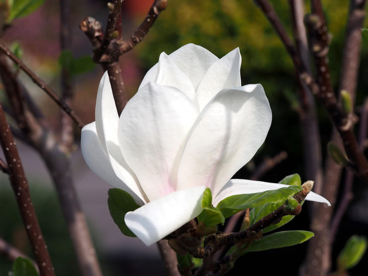 Magnolia X Soulangeana ‘Lennei Alba’ (Lennei Alba Magnolia)