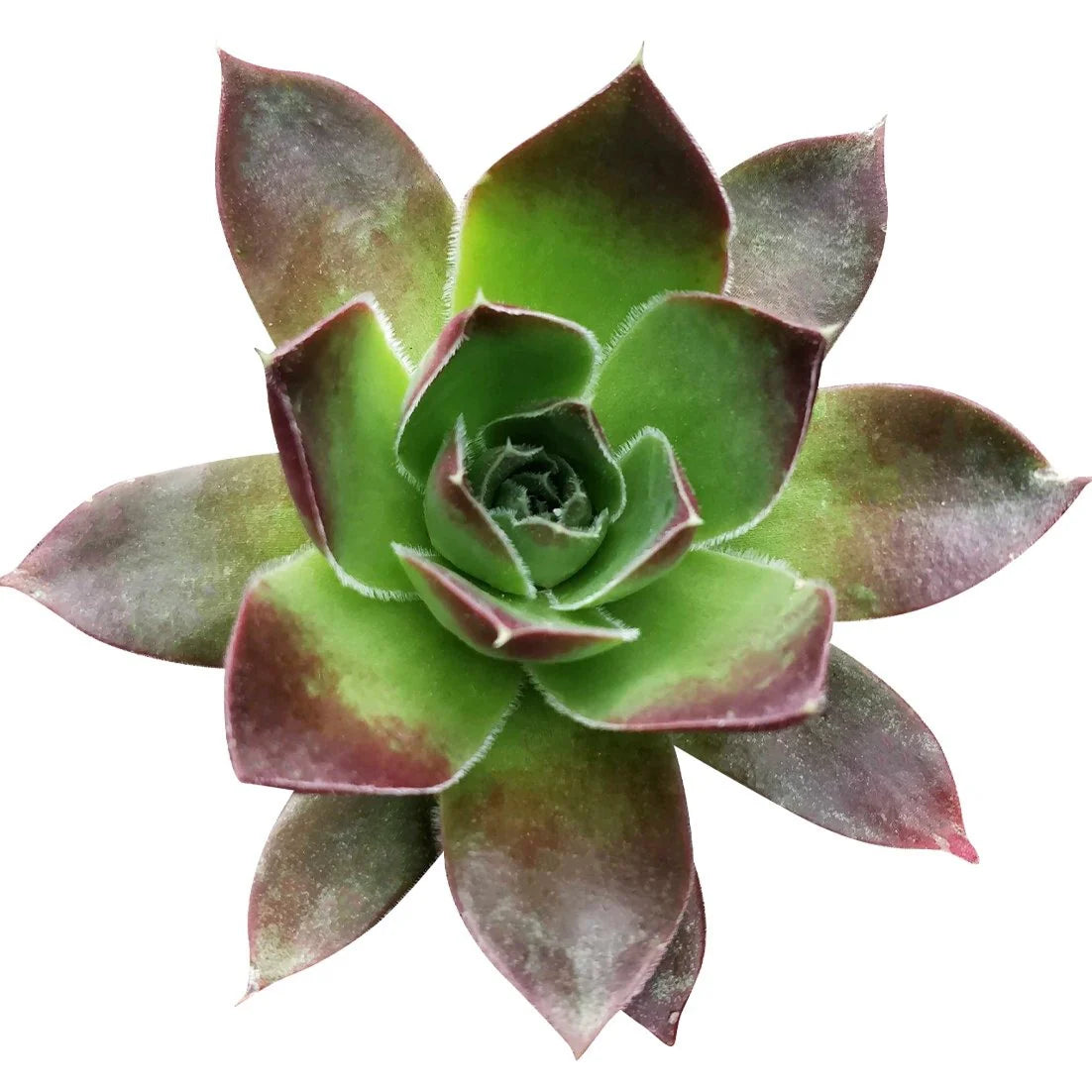 Sempervivum 'Mahogany'