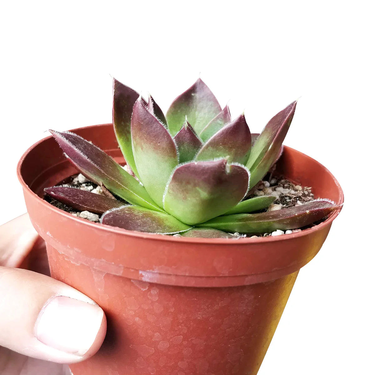 Sempervivum 'Mahogany'