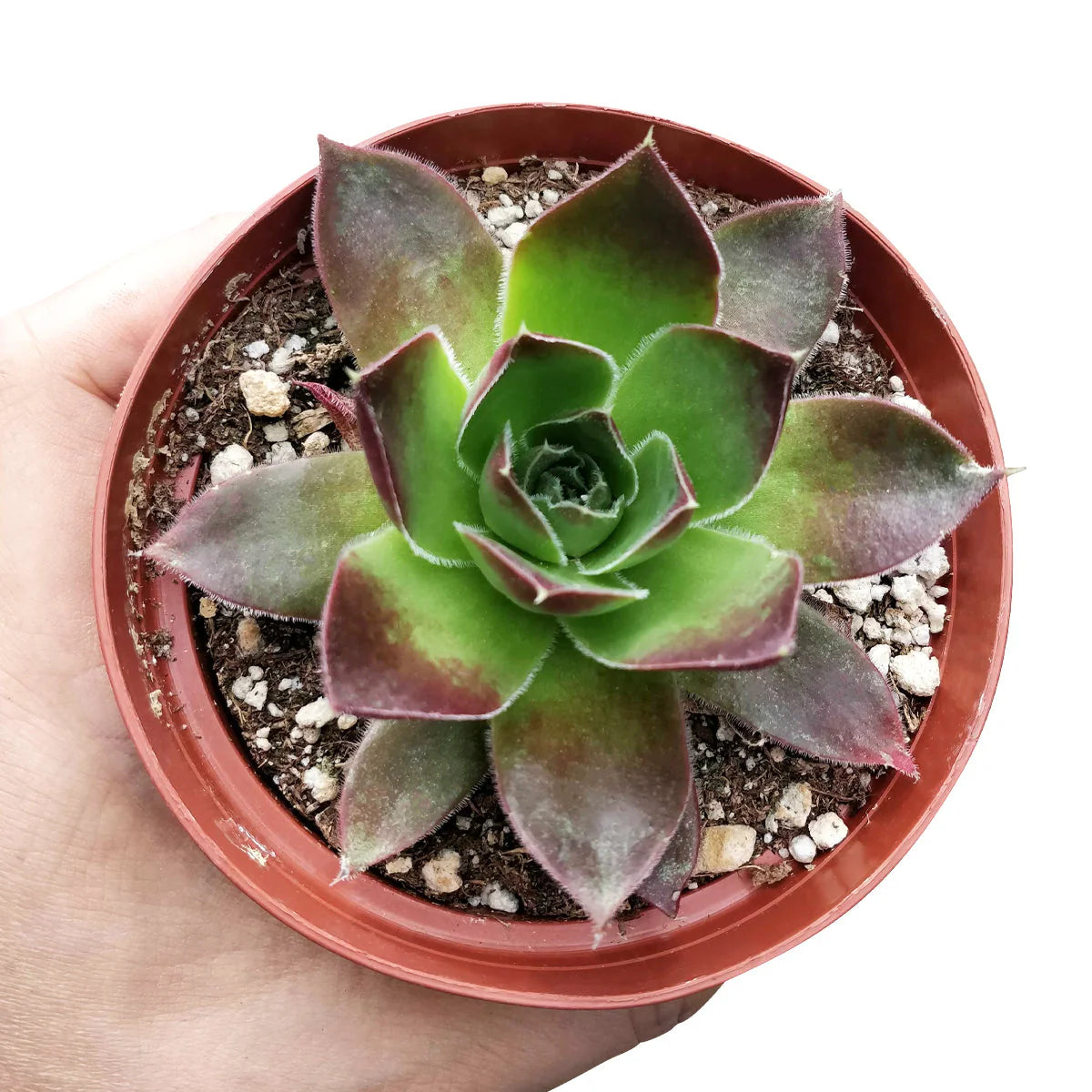Sempervivum 'Mahogany'