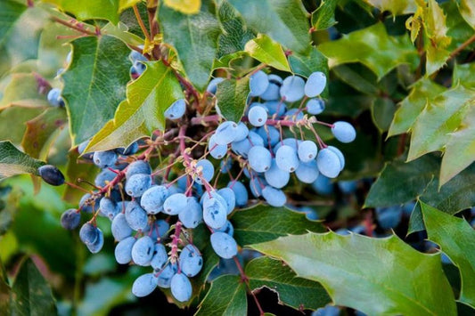 Mahonia aquifolium (Oregon Grape Holly)