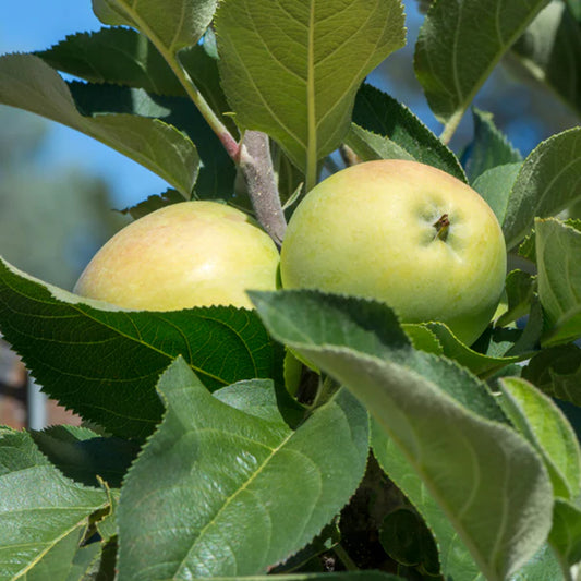 Malus Domestica 'Bolero' (Apple Bolero – Columnar) SUPER DWARF
