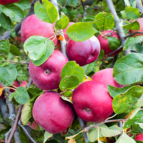 Malus Domestica 'Flamenco' (Apple Flamenco – Columnar) | SUPER DWARF