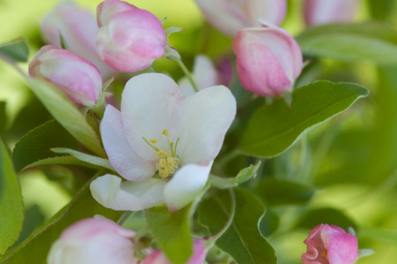 Malus ‘Sugar Tyme’ (Sugar Tyme Crabapple)