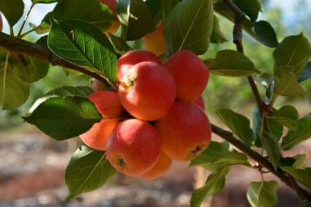 Malus Domestica 'Sweet Cheeks' (Dwarf Sweet Cheeks Apple)
