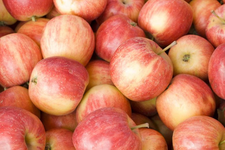 Malus domestica (Red Fuji Super Dwarf Apple)