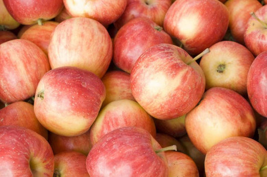 Malus domestica (Red Fuji Super Dwarf Apple)