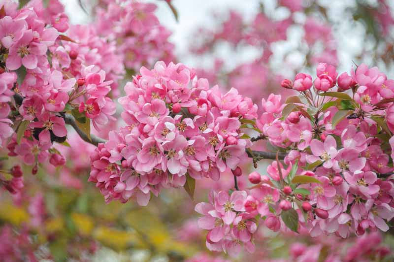 Malus × moerlandsii 'Profusion' (Profusion Crab Apple)