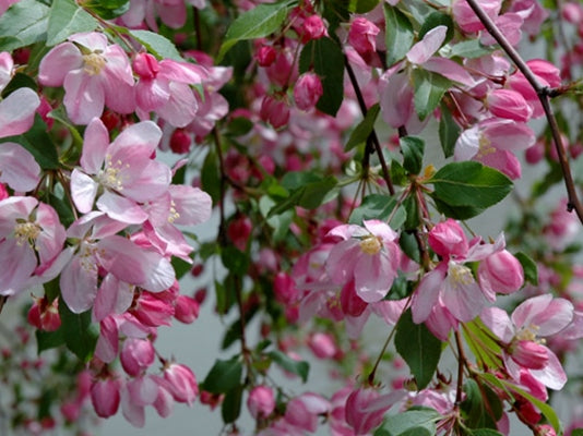 Close-up of Malus 'Gorgeous' (Gorgeous Crabapple) featuring pinky white flowers and lush green leaves.