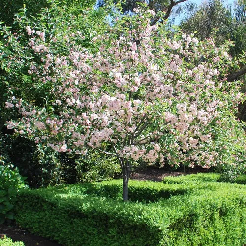 Malus Ioensis ‘Plena’ (Bechtel Crab Apple)