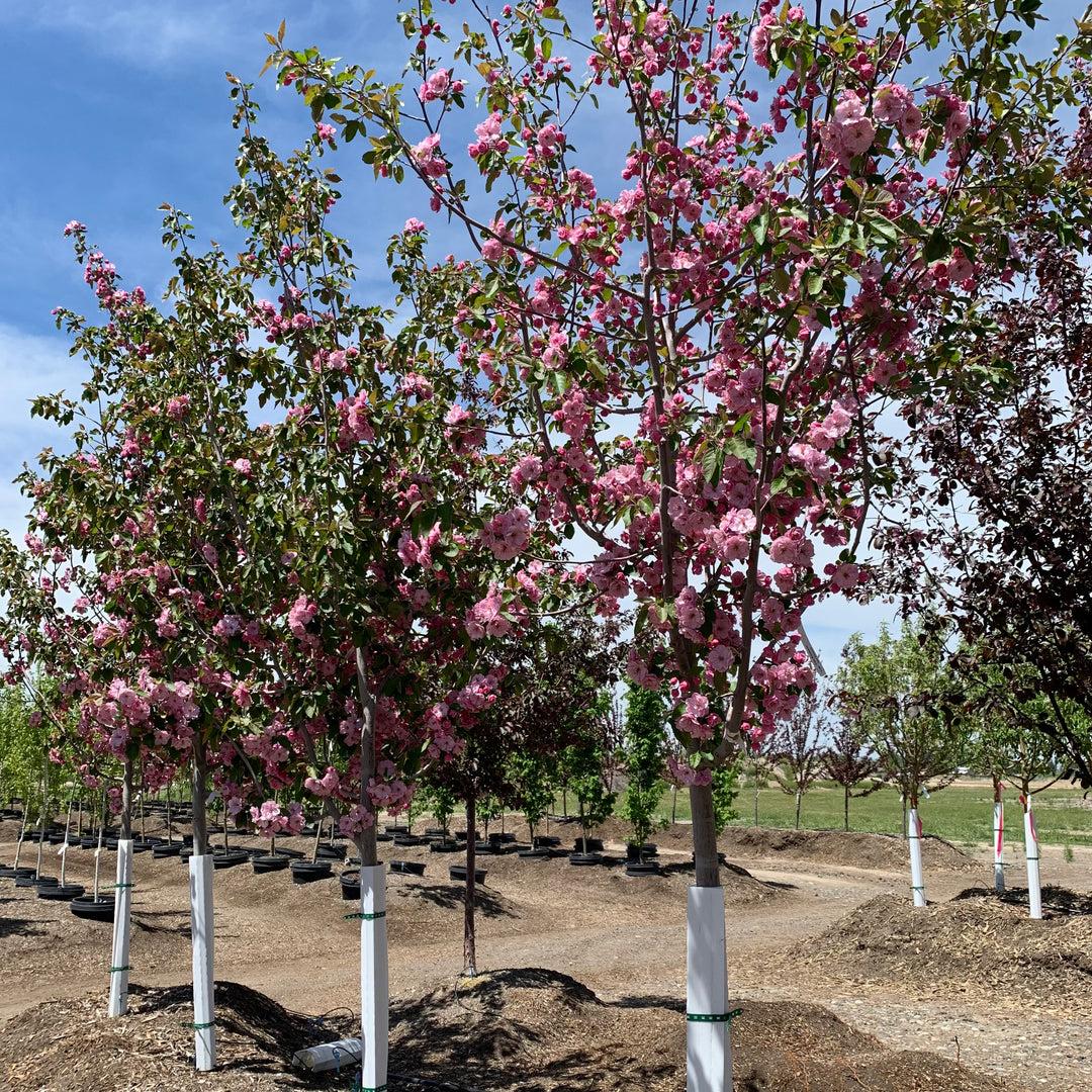 Malus Ioensis (Prairie Crabapple)
