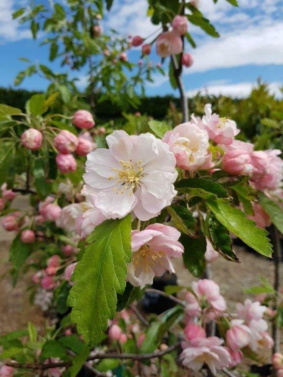 Malus Ioensis (Prairie Crabapple)