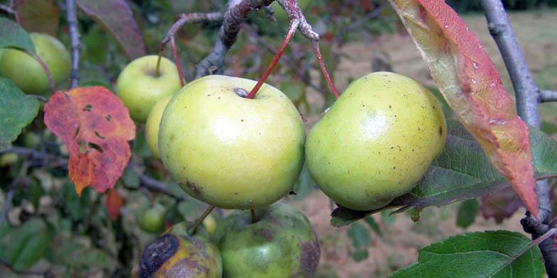 Malus Ioensis (Prairie Crabapple)