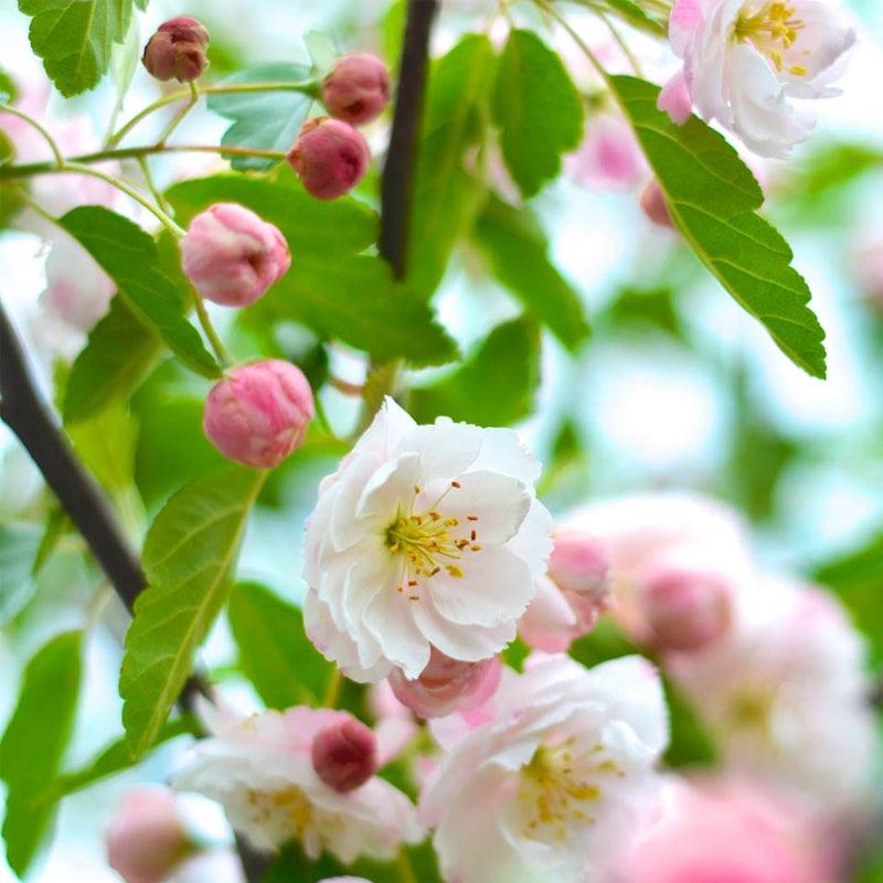 Malus Ioensis (Prairie Crabapple)