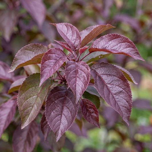 Malus Ioensis ‘Purpurea’ (Purple-Leaved Crab Apple)