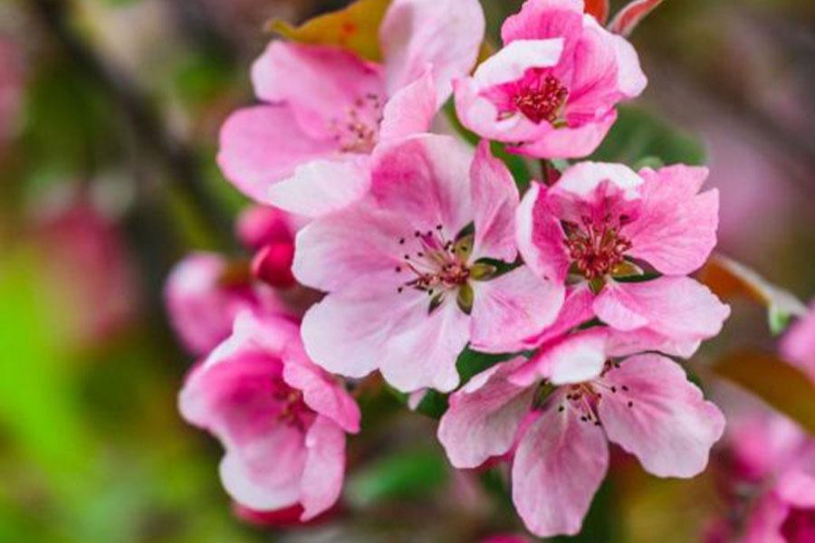 Malus ‘Rejzam Rejoice™’ Crab Apple