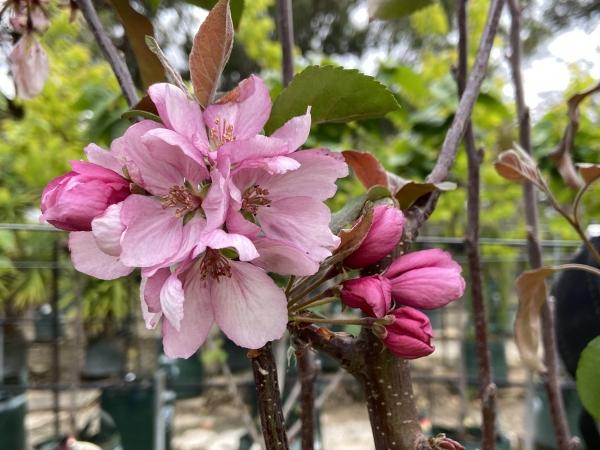 Malus ‘Rejzam Rejoice™’ Crab Apple