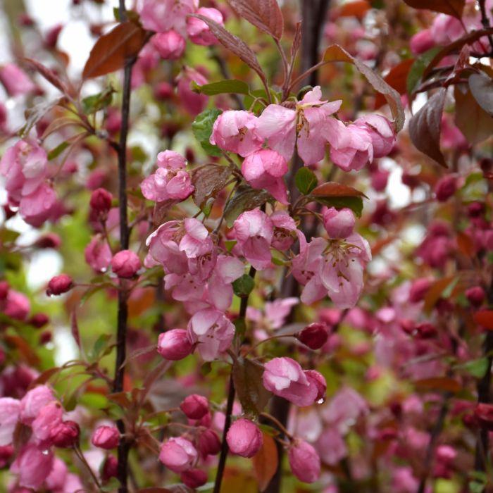 Malus ‘Rejzam Rejoice™’ Crab Apple