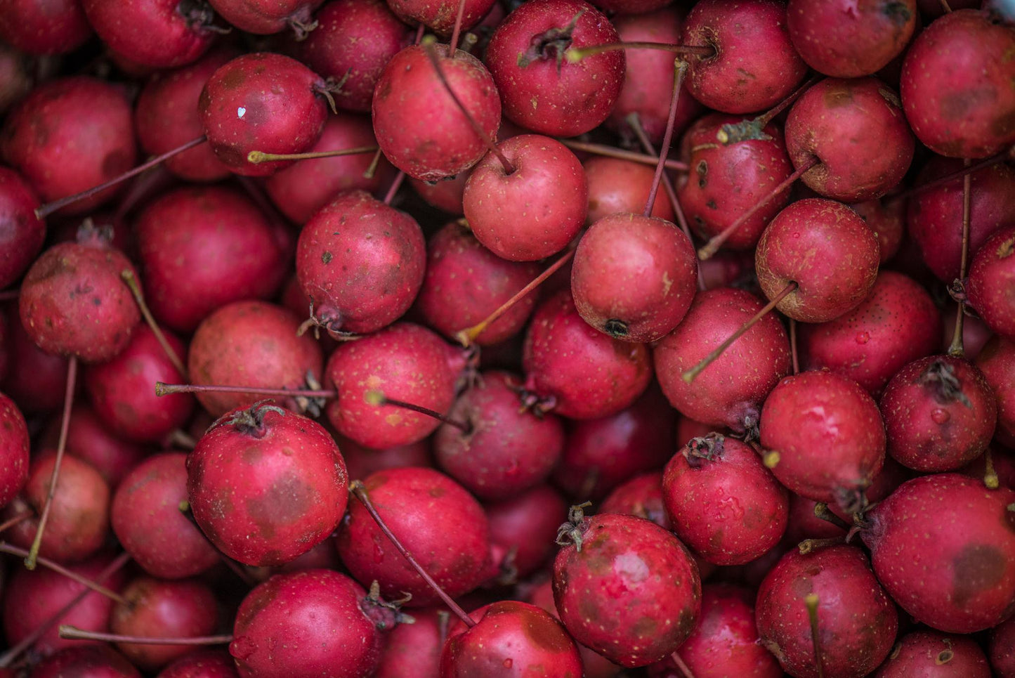 Malus ‘Rejzam Rejoice™’ Crab Apple