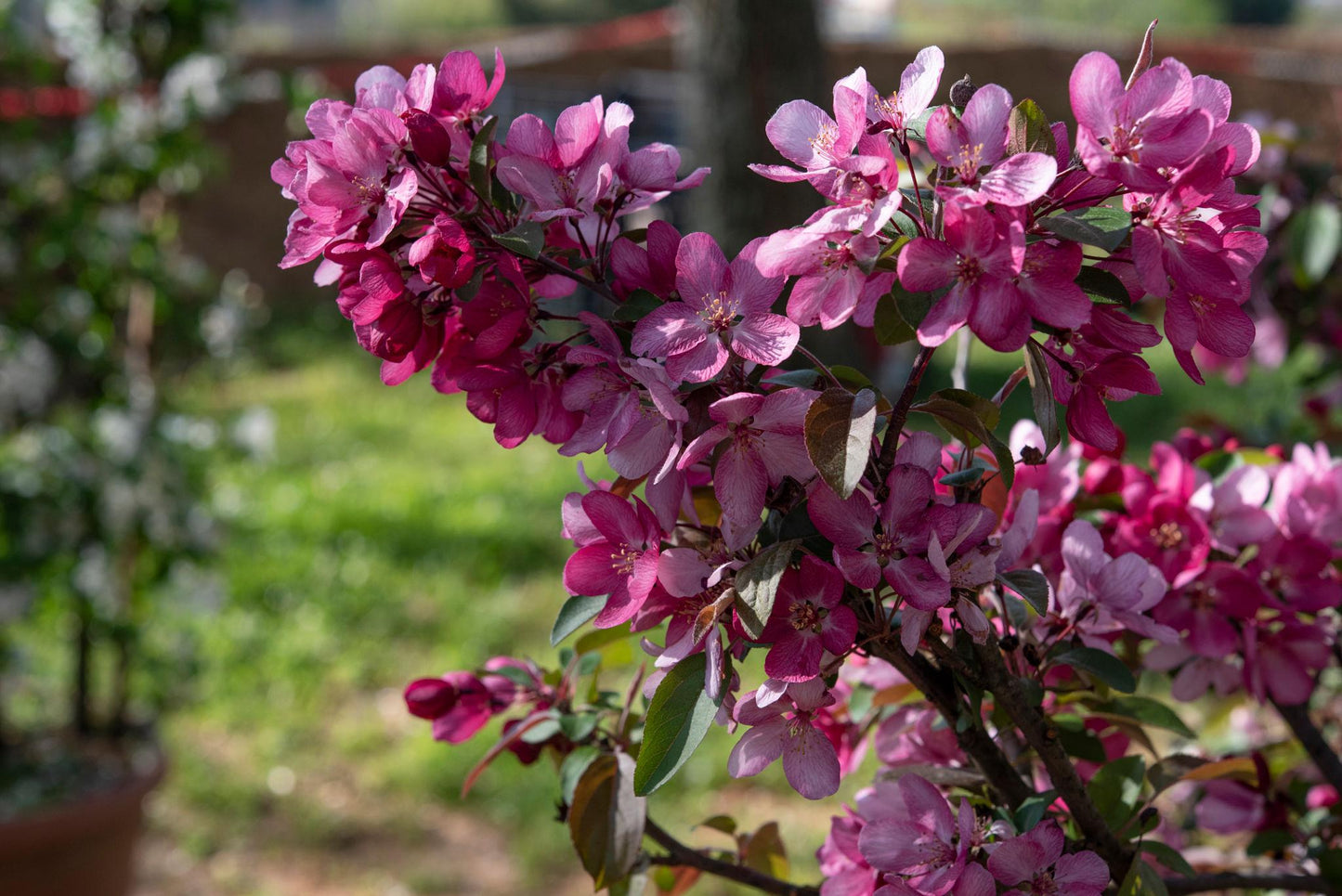 Malus ‘Rejzam Rejoice™’ Crab Apple