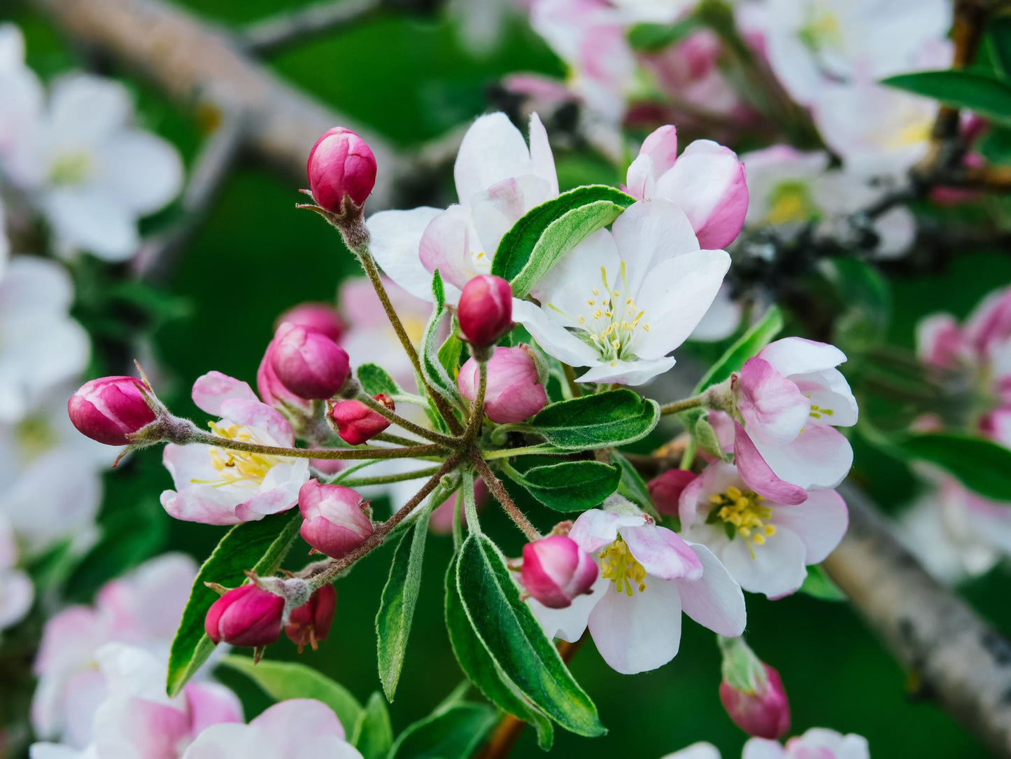 Malus ‘Rejzam Rejoice™’ Crab Apple