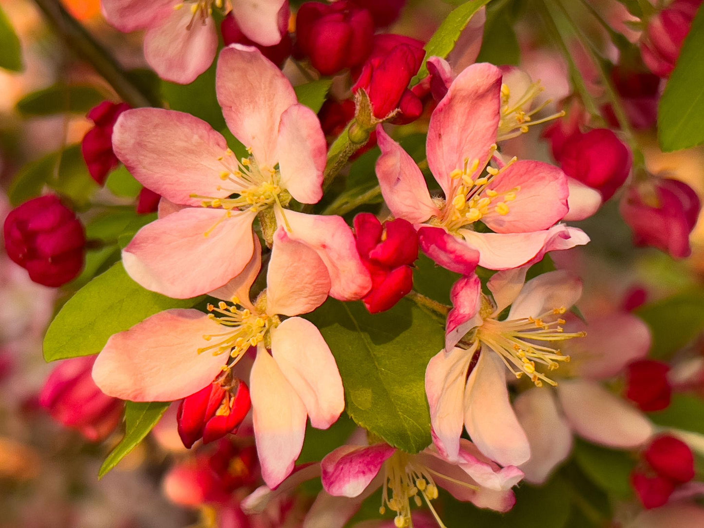 Malus 'Crimson Knight' (Crab Apple)