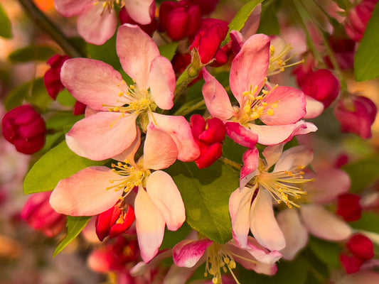 Malus 'Crimson Knight' (Crab Apple)