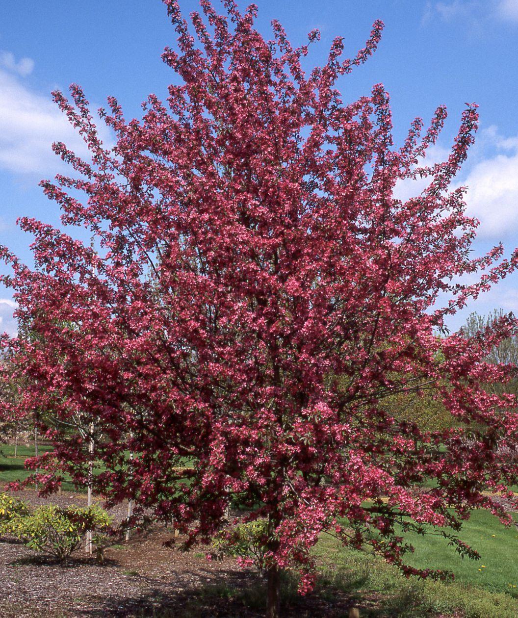 Malus 'Crimson Knight' (Crab Apple)