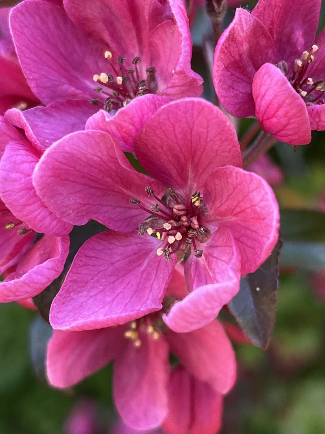 Malus 'Crimson Knight' (Crab Apple)