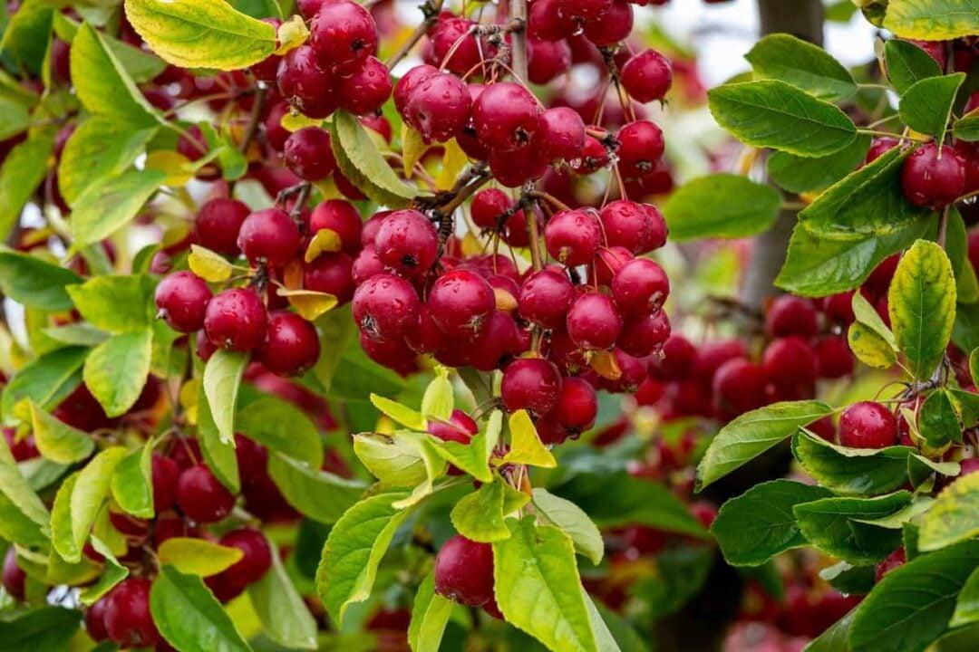 Malus 'Crimson Knight' (Crab Apple)
