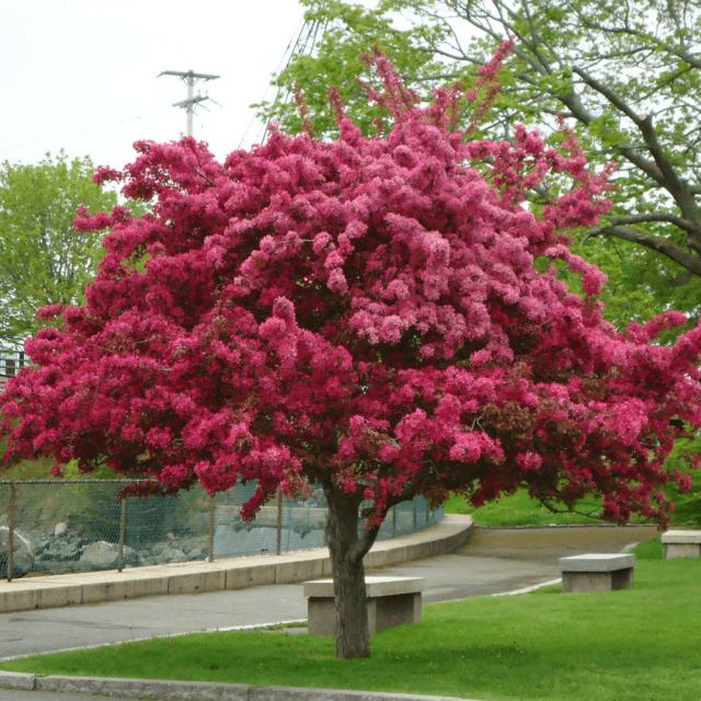 Malus 'Crimson Knight' (Crab Apple)