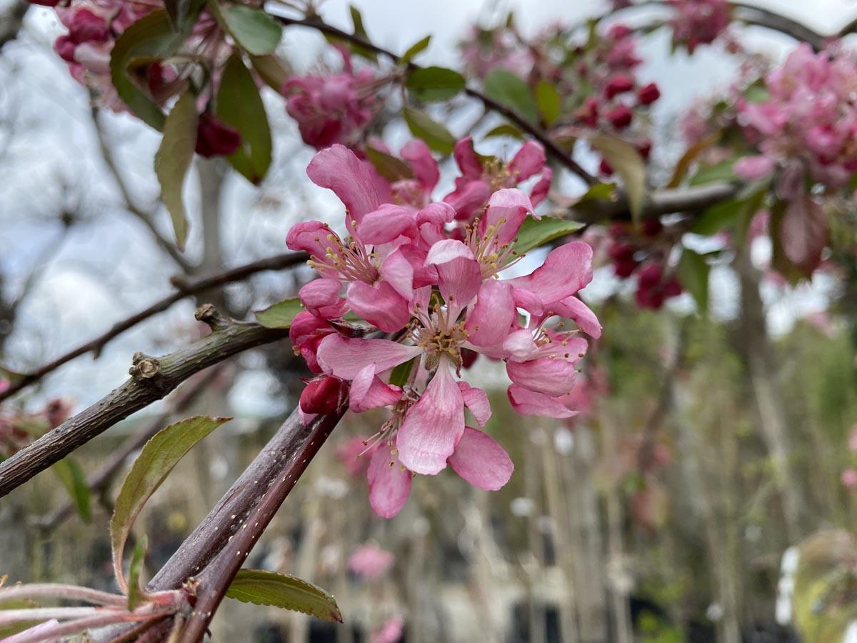 Malus Domestica 'Echtermeyer' (Weeping Crab Apple Standard)