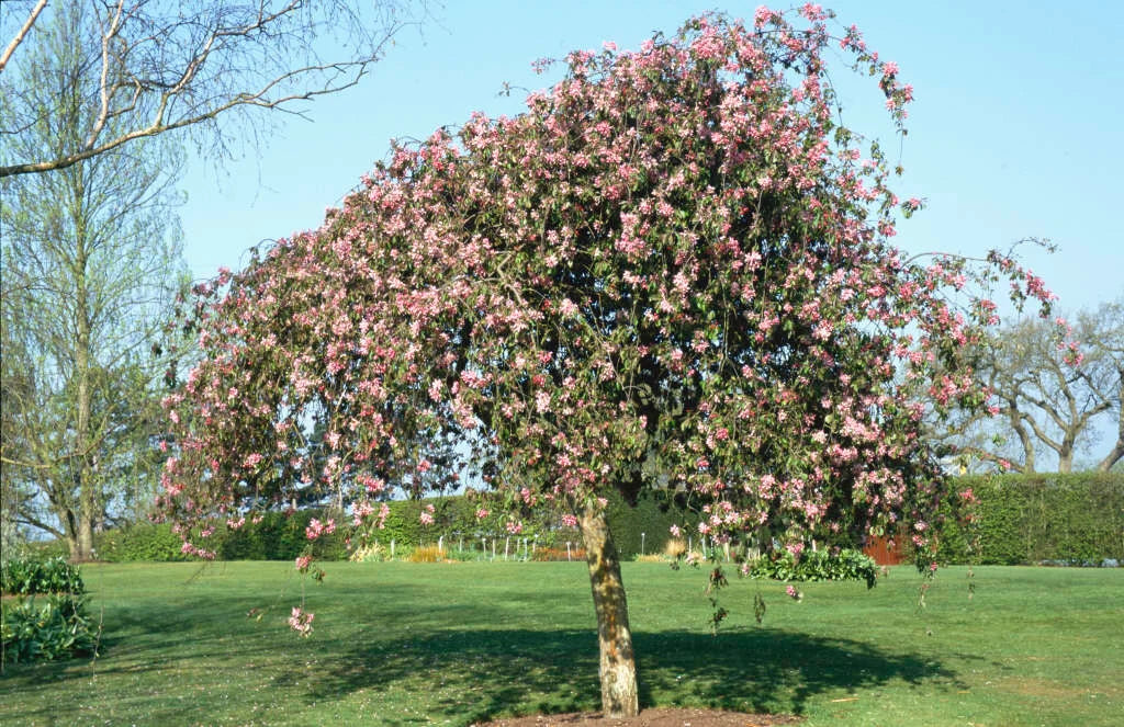 Malus Domestica 'Echtermeyer' (Weeping Crab Apple Standard)