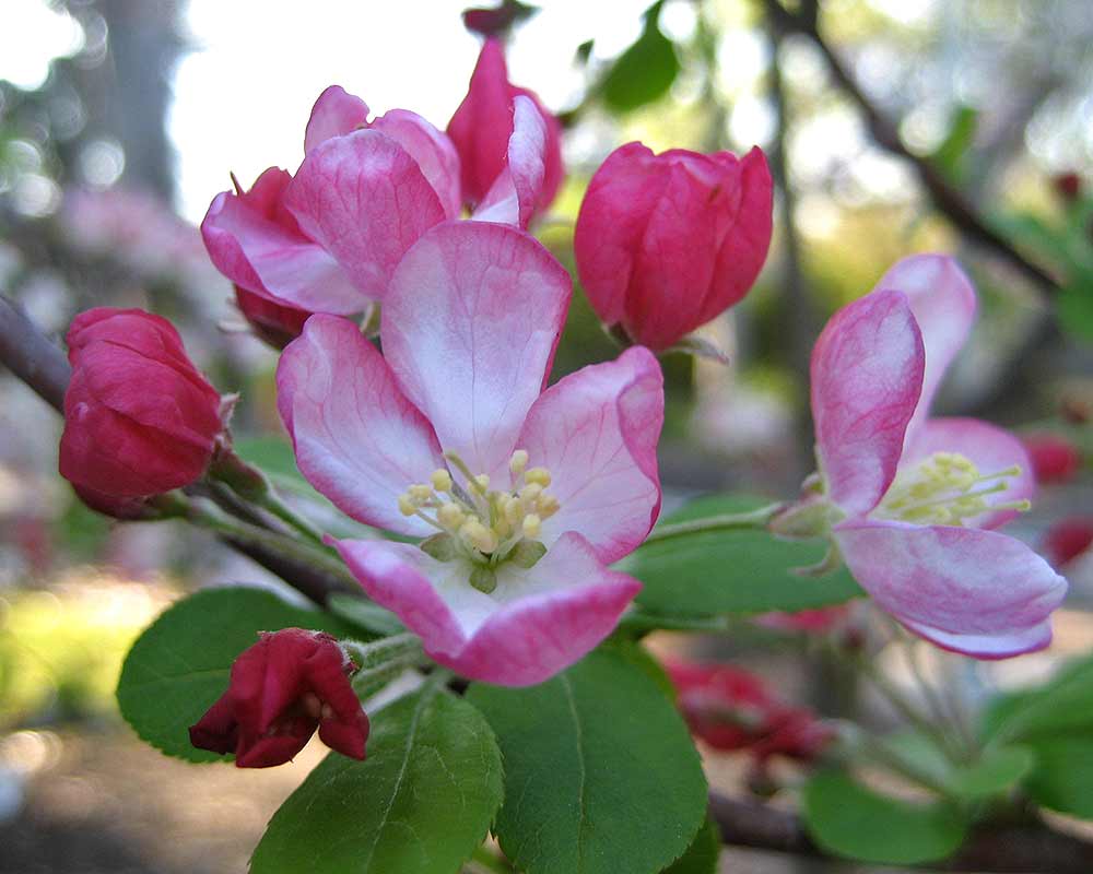 Malus Domestica 'Echtermeyer' (Weeping Crab Apple Standard)