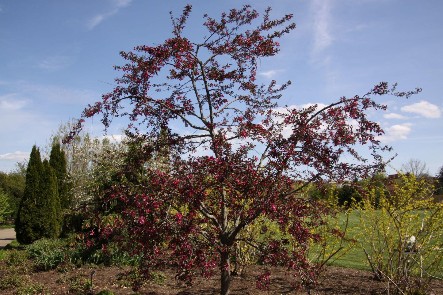 Malus (JFS-KW5) Royal Raindrops™ (Crab Apple)