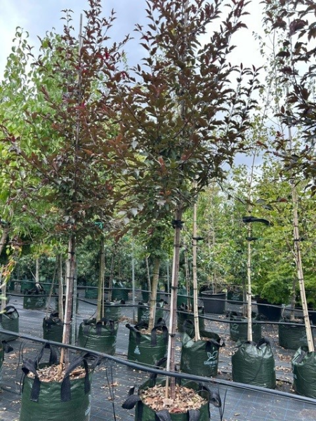 Malus (JFS-KW5) Royal Raindrops™ (Crab Apple)