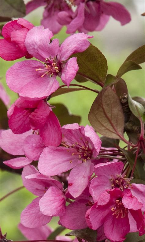 Malus (JFS-KW5) Royal Raindrops™ (Crab Apple)