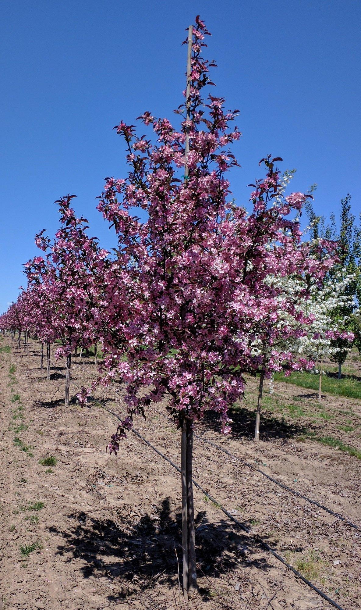Malus (JFS-KW5) Royal Raindrops™ (Crab Apple)