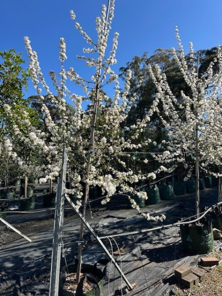 Malus Floribunda (Japanese Crab Apple)