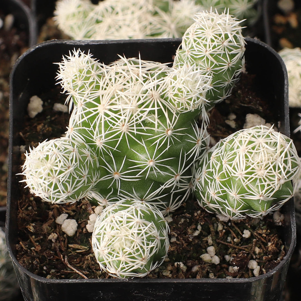 Mammillaria gracilis (Thimble Cactus)