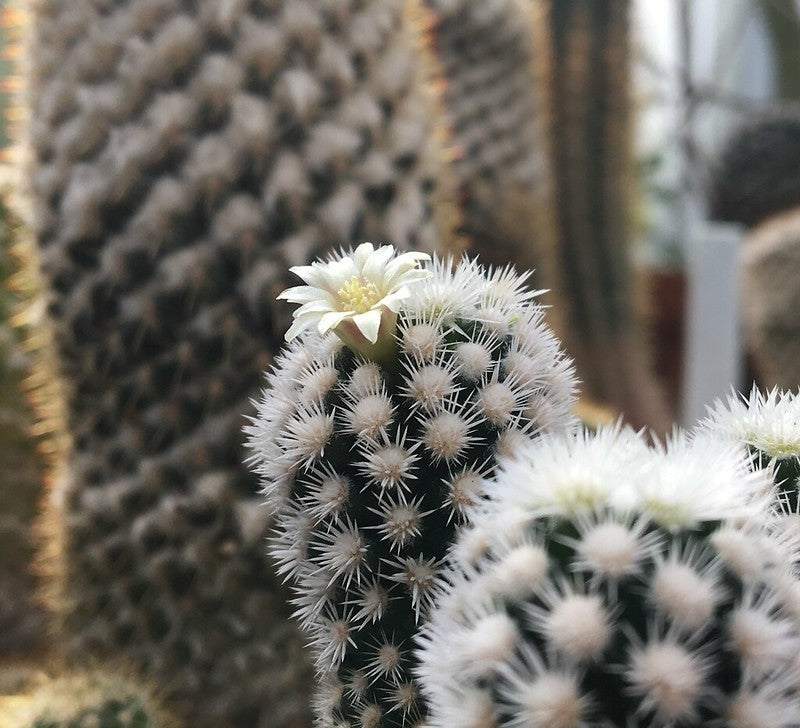 Mammillaria gracilis (Thimble Cactus)