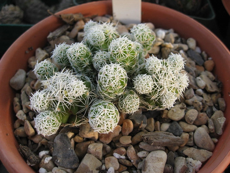 Mammillaria gracilis (Thimble Cactus)