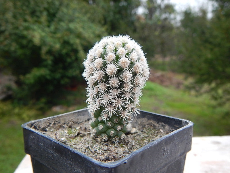 Mammillaria gracilis (Thimble Cactus)