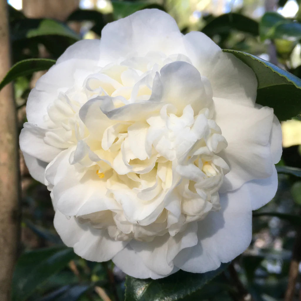 Camellia Japonica ‘Man Size’ (Man Size Camellia Balls)