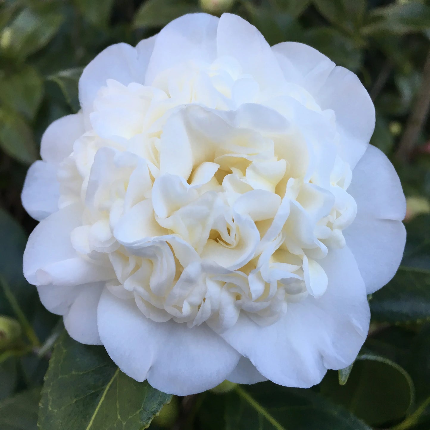 Camellia Japonica ‘Man Size’ (Man Size Camellia Balls)