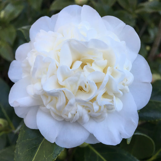 Camellia Japonica ‘Man Size’ (Man Size Camellia Balls)
