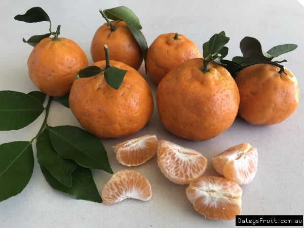 Citrus Reticulata ‘Emperor’ (Mandarin Emperor) Grafted