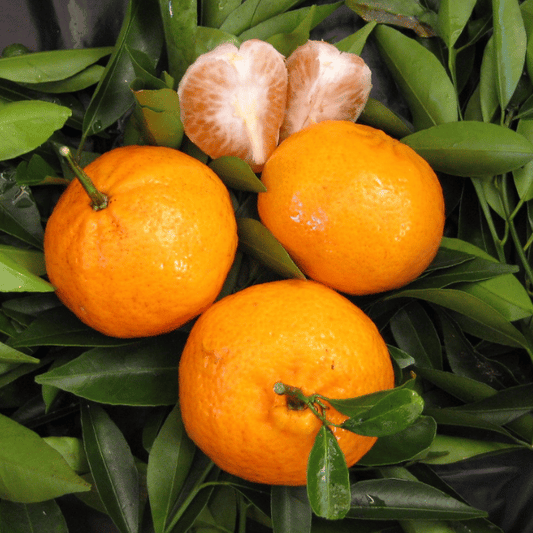 Citrus deliciosa ‘FairchildLS’ (Mandarin Thorny Grafted)