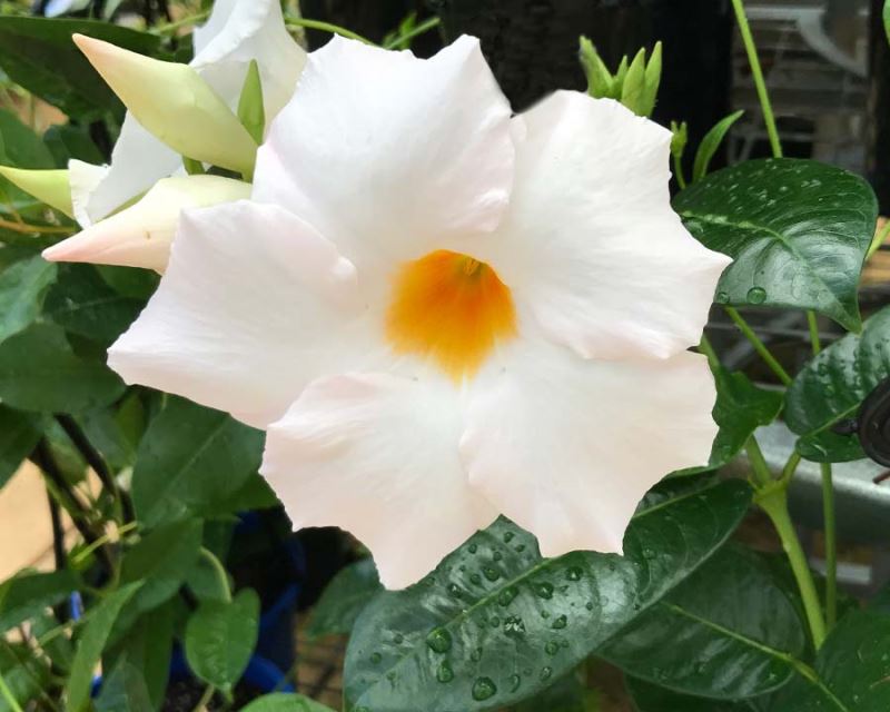 Mandevilla Diamantina ‘Agathe’ – White Mandevilla